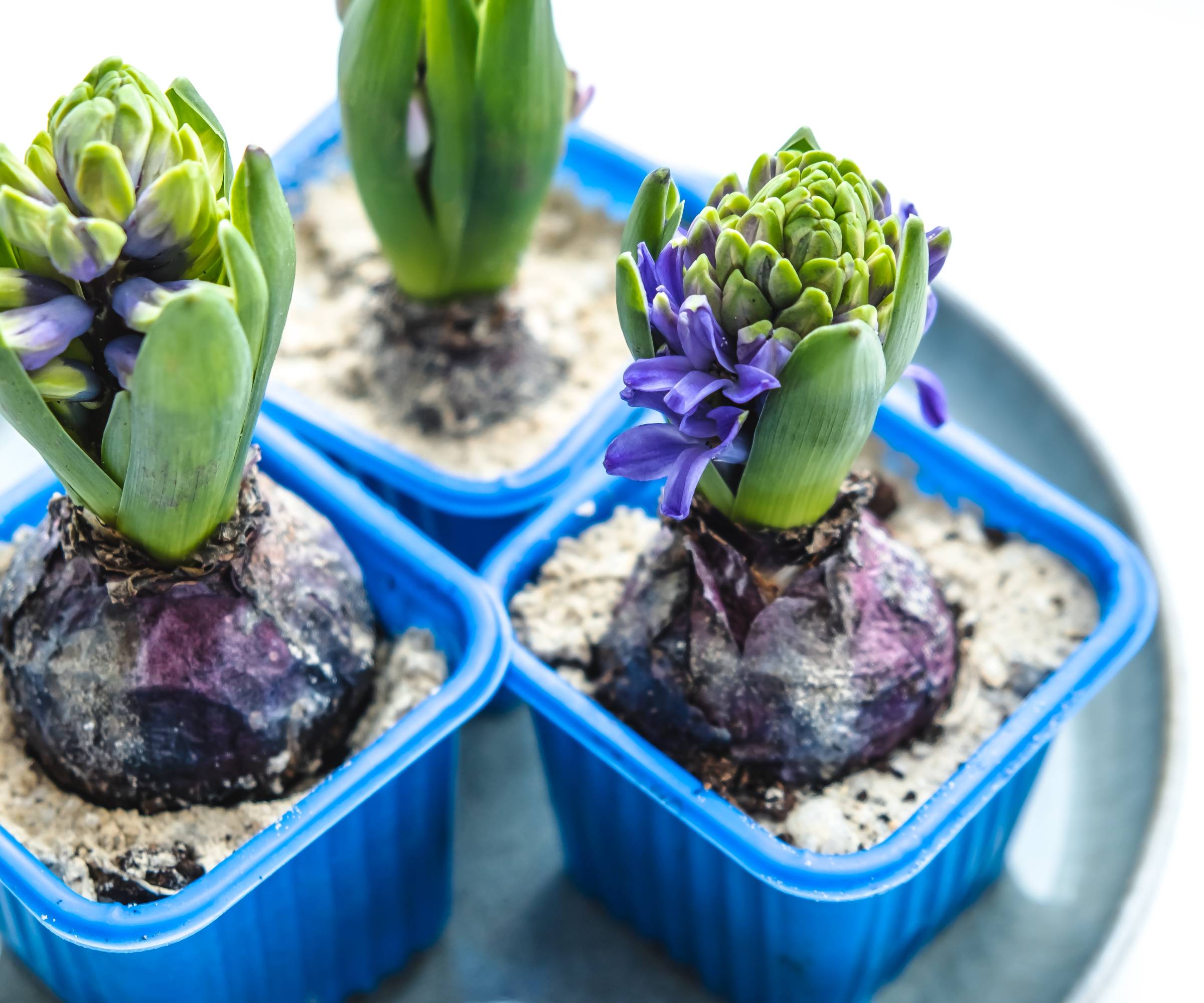 Hyacinth bulbs starting to grow from blue containers