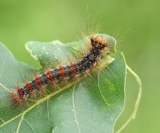 How to get rid of gypsy moth caterpillars