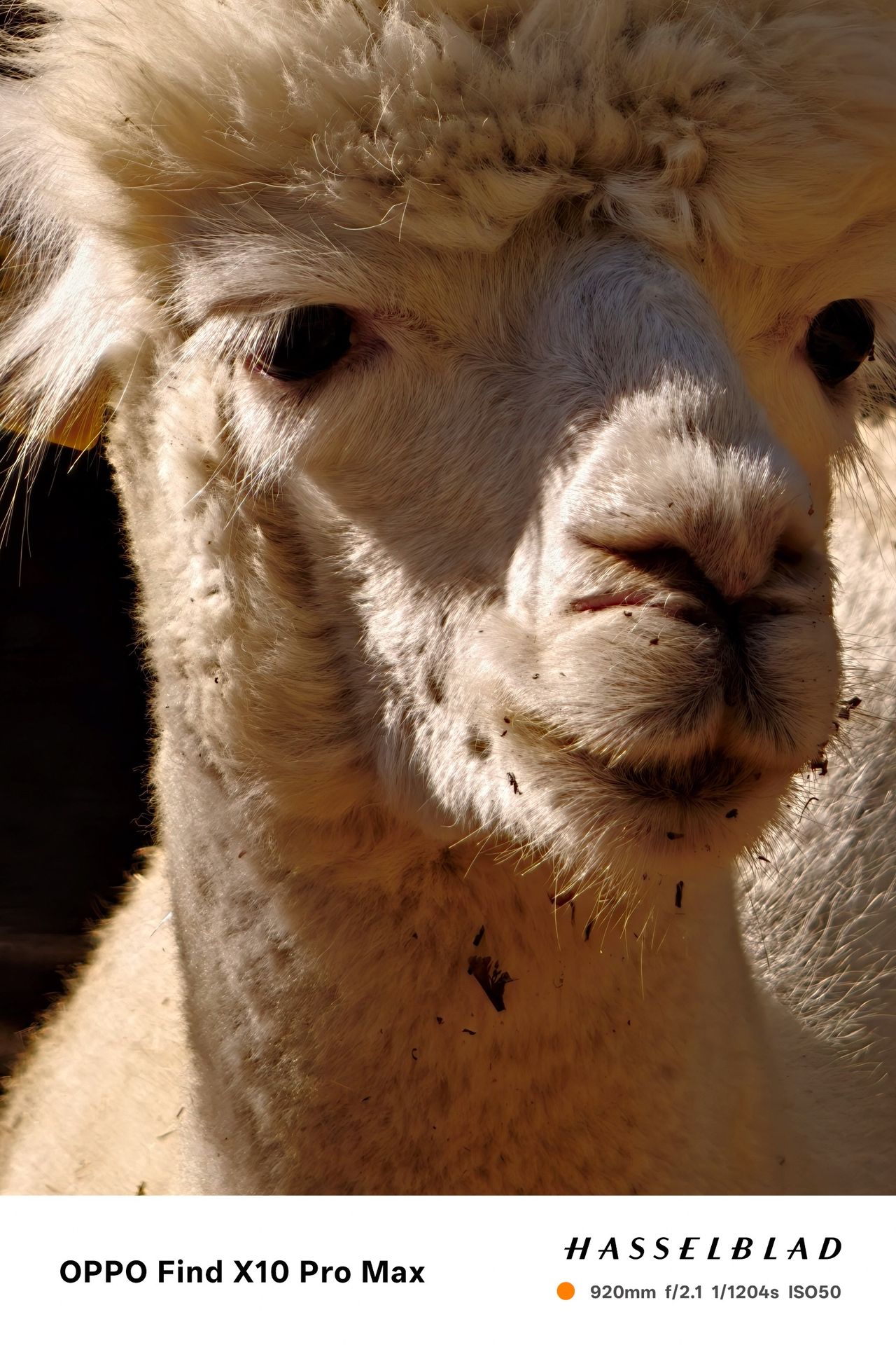 Close-up portrait of a white alpaca in strong sunlight.