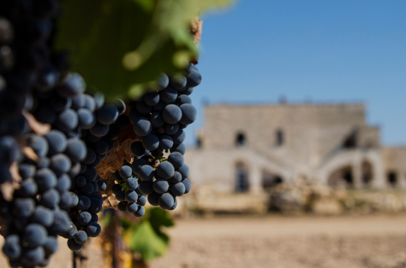 Cantine San Marzano's Masseria Samia estate.