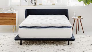 Best mattress for stomach sleepers: Winkbed Mattress shown on a navy fabric bed frame placed on a white rug and sat next to a green indoor house plant