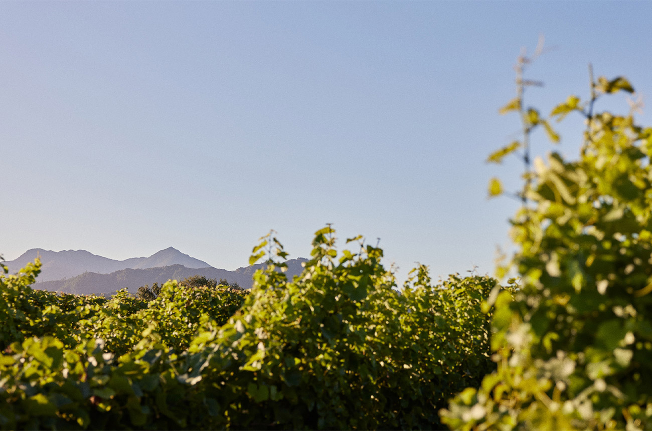 Cloudy Bay vineyards