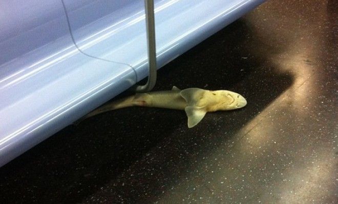 The dead shark