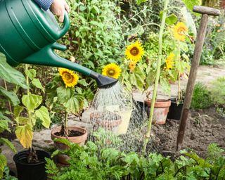 watering can poured over plants in garden