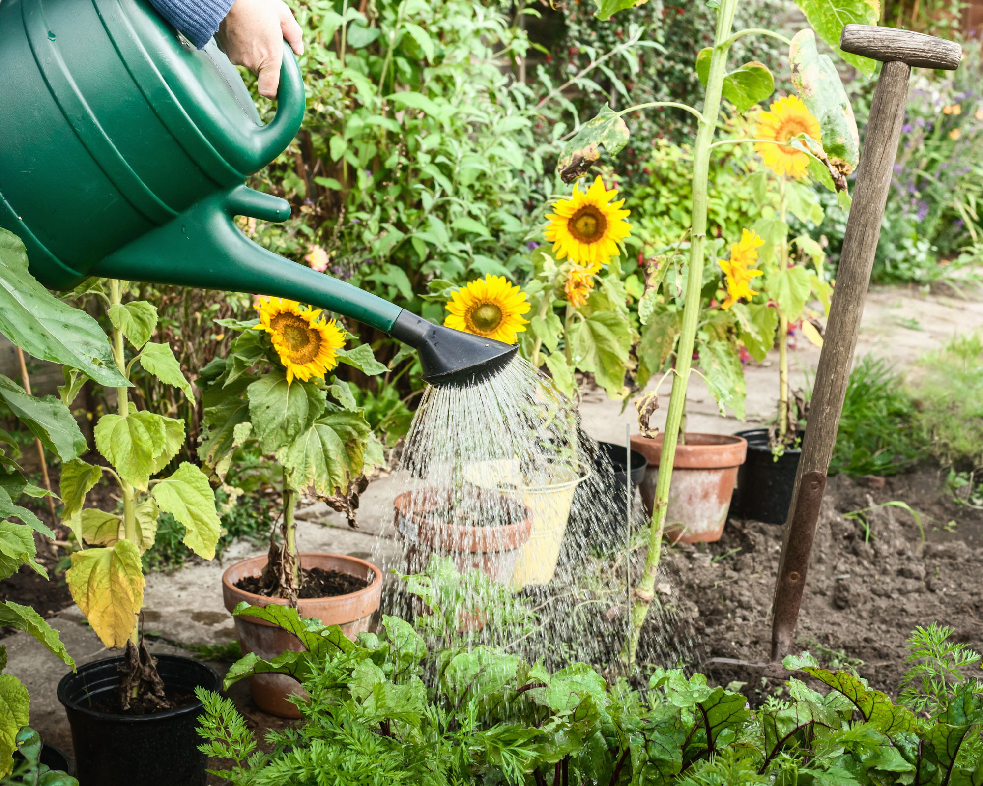 Can you water plants with tea? Gardeners weigh in Gardeningetc