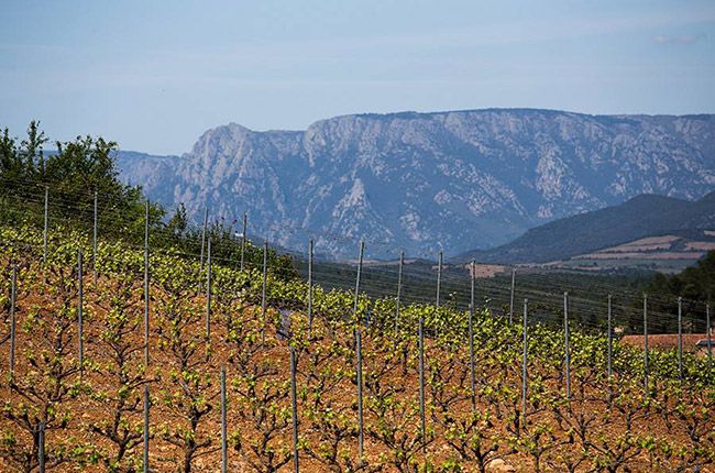 Mourvedre---Homepage