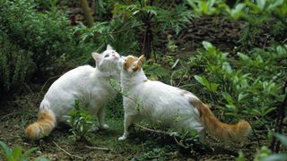 Two turkish van cats