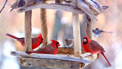 cardinal birds on bird feeder in winter