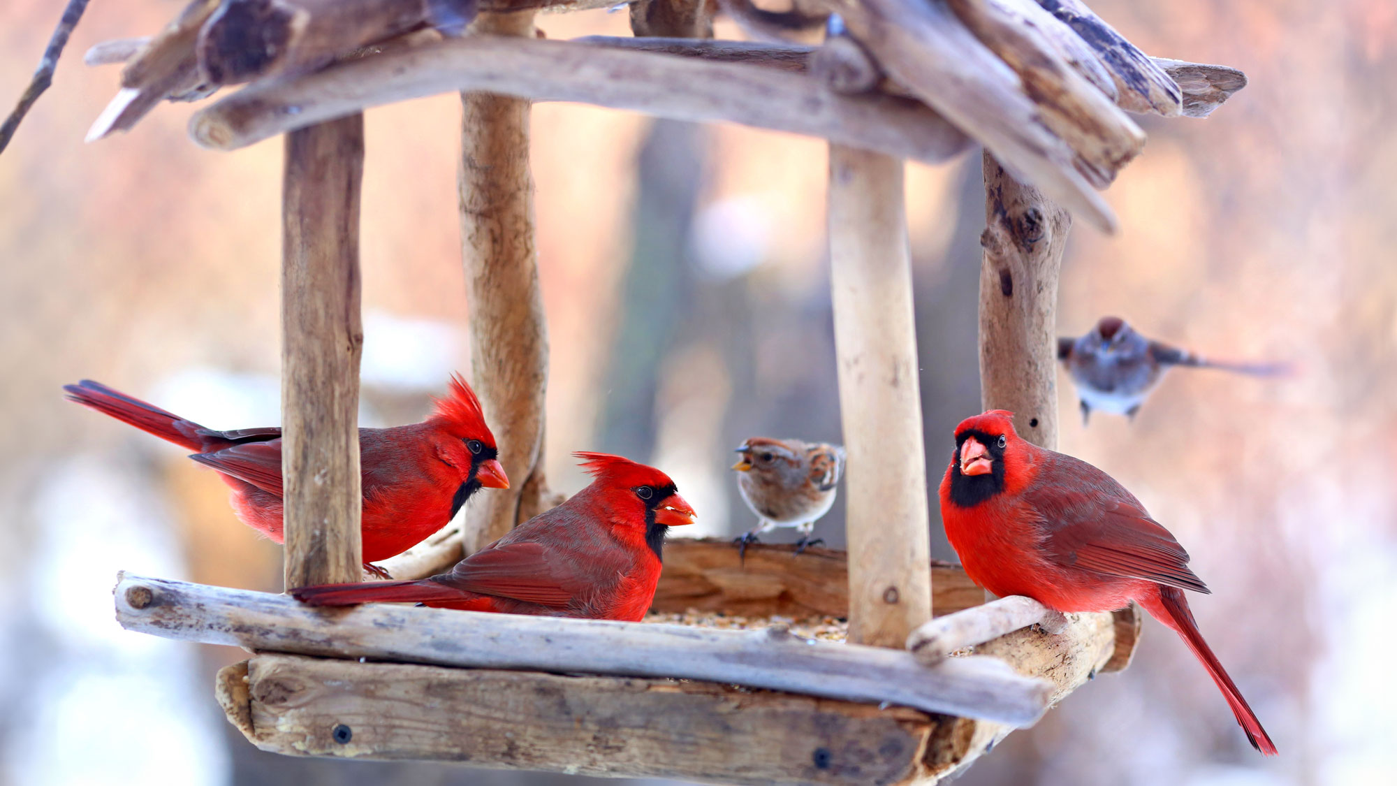cardinal birds on bird feeder in winter