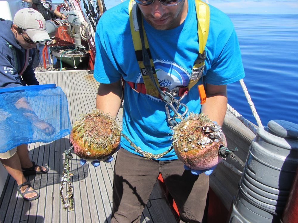 foam floats with bacteria and invetebrates