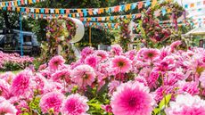 pink dahlias at RHS Hampton Court Flower Show