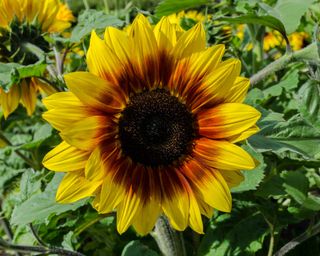 Close up of yellow and orange sunflower