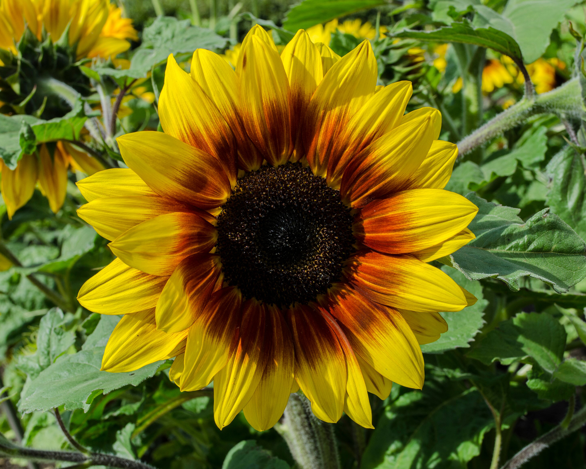 when to plant sunflower seeds: for an eye-catching display |