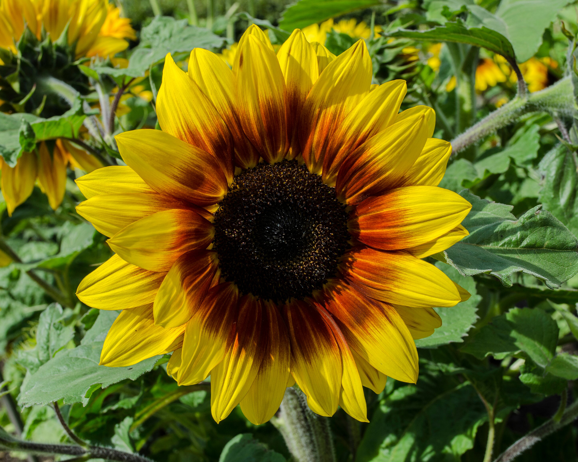 images of sunflower plant