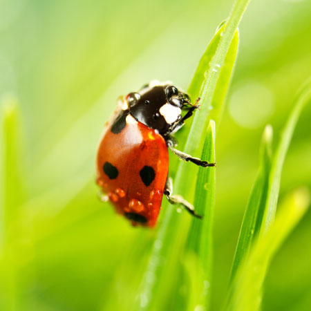 Hollyhock weevil  College of Agricultural Sciences