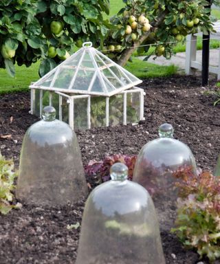 cold frame and cloches used to protect tender plants from frost
