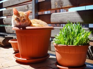 Cat in terracotta pot on patio next to pot filled with catnip