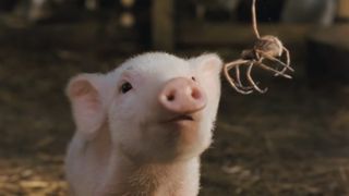 Wilbur the piglet meets Charlotte the spider in Charlotte's Web