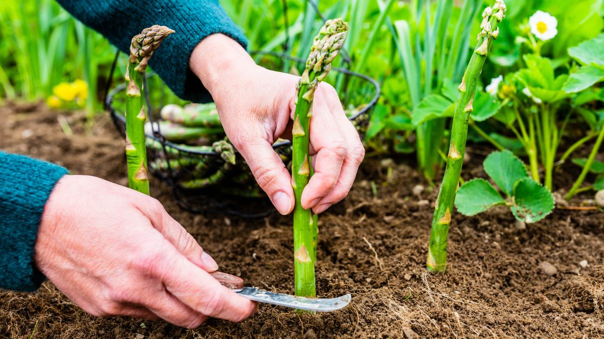 How to grow asparagus the easy way Tom's Guide