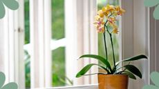 picture of a yellow orchid next to a window to support an expert guide on how often should you water an orchid 