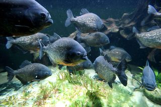 Red-bellied Piranha swim in their tank in the living rainforest enclosure at ZSL London Zoo.