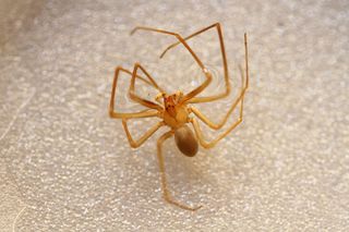 A Mediterranean recluse spider embalmed in water.