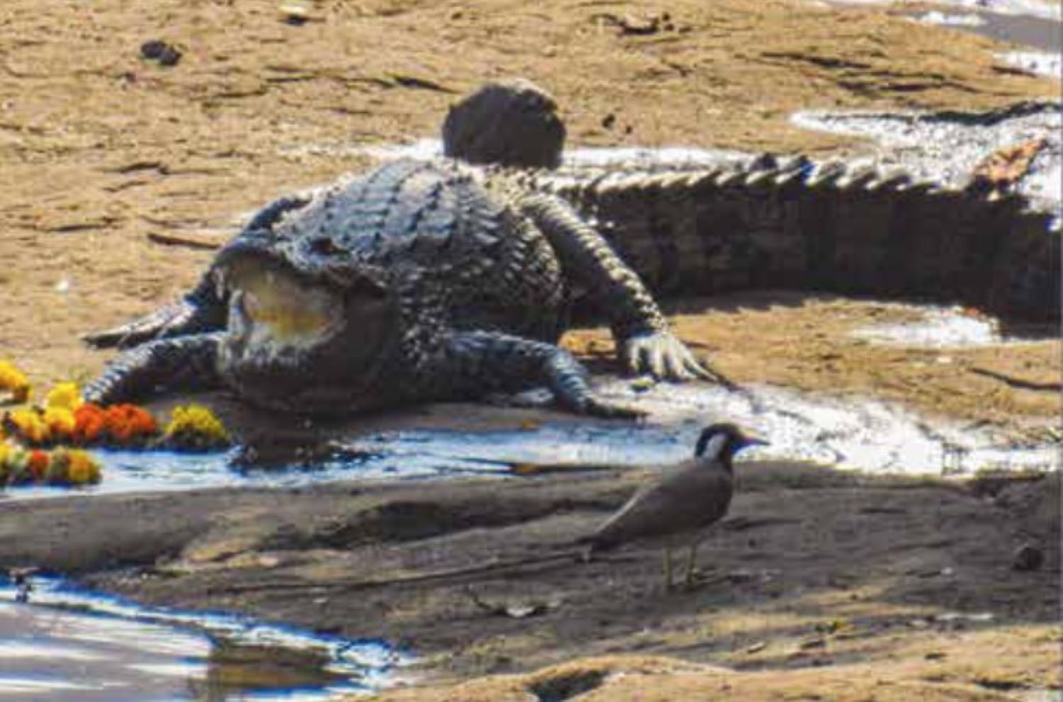 a mugger crocodile on the bank of a river next to a garland of marigolds
