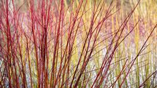 types of red twig dogwood include Cornus alba 'Sibirica’ 