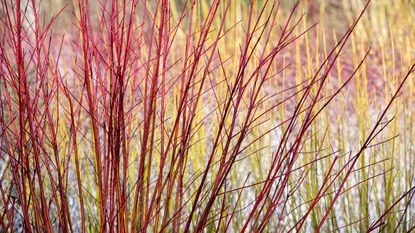 types of red twig dogwood include Cornus alba 'Sibirica’ 