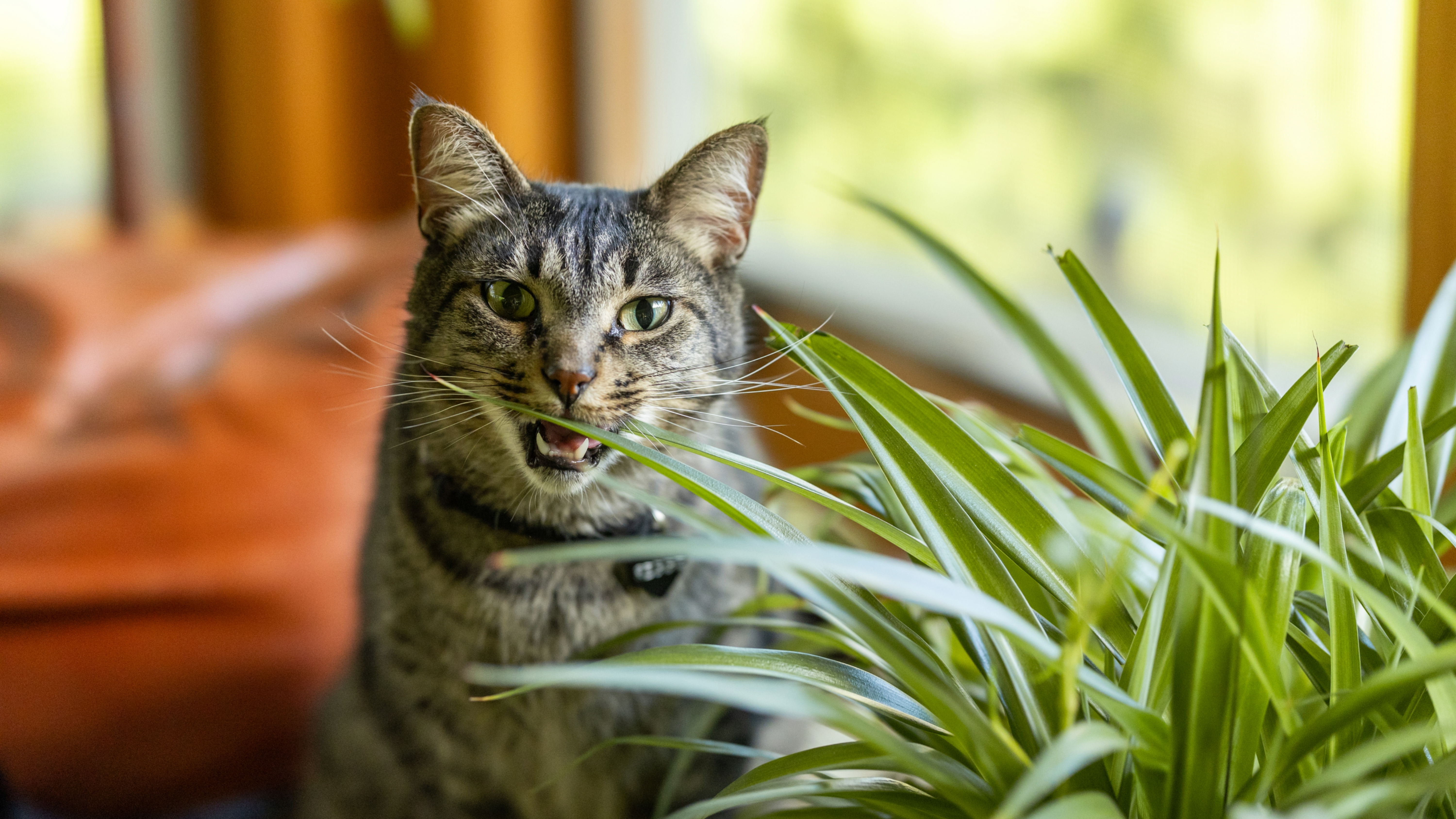 Cat eating leaves of house plant