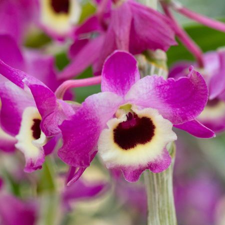 Dendrobium nobile hybrid orchid flowers