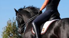 Dressage_training_Alamy_G9R936.jpg