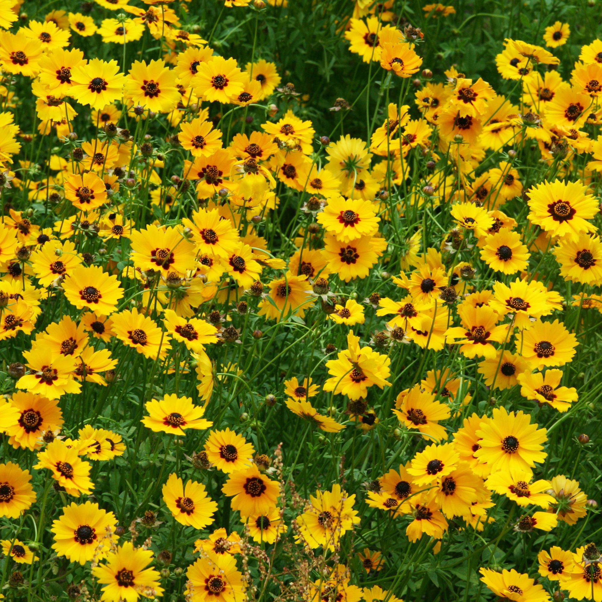 yellow coreopsis