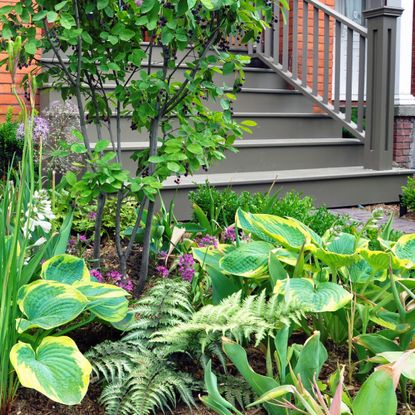 Lush front yard garden with hostas, alliums, and ferns