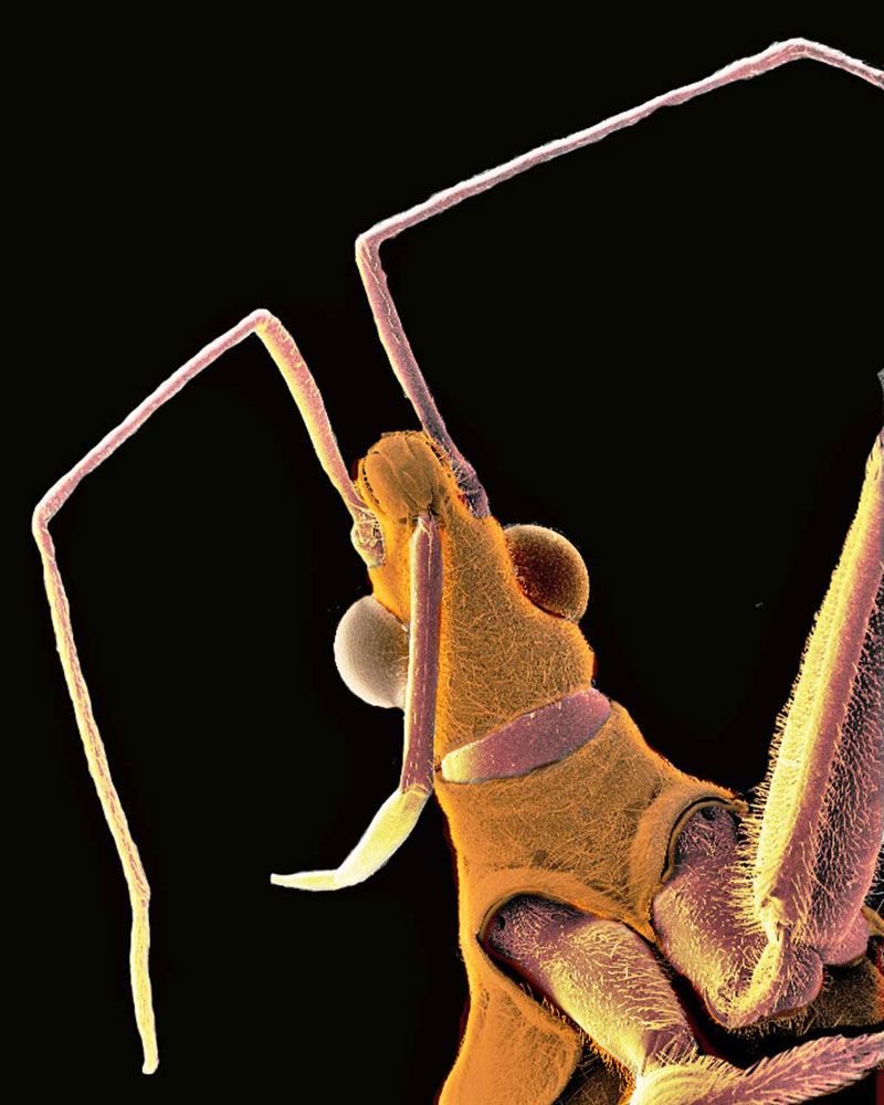 microscopic-monsters-gallery-of-ugly-bugs-live-science