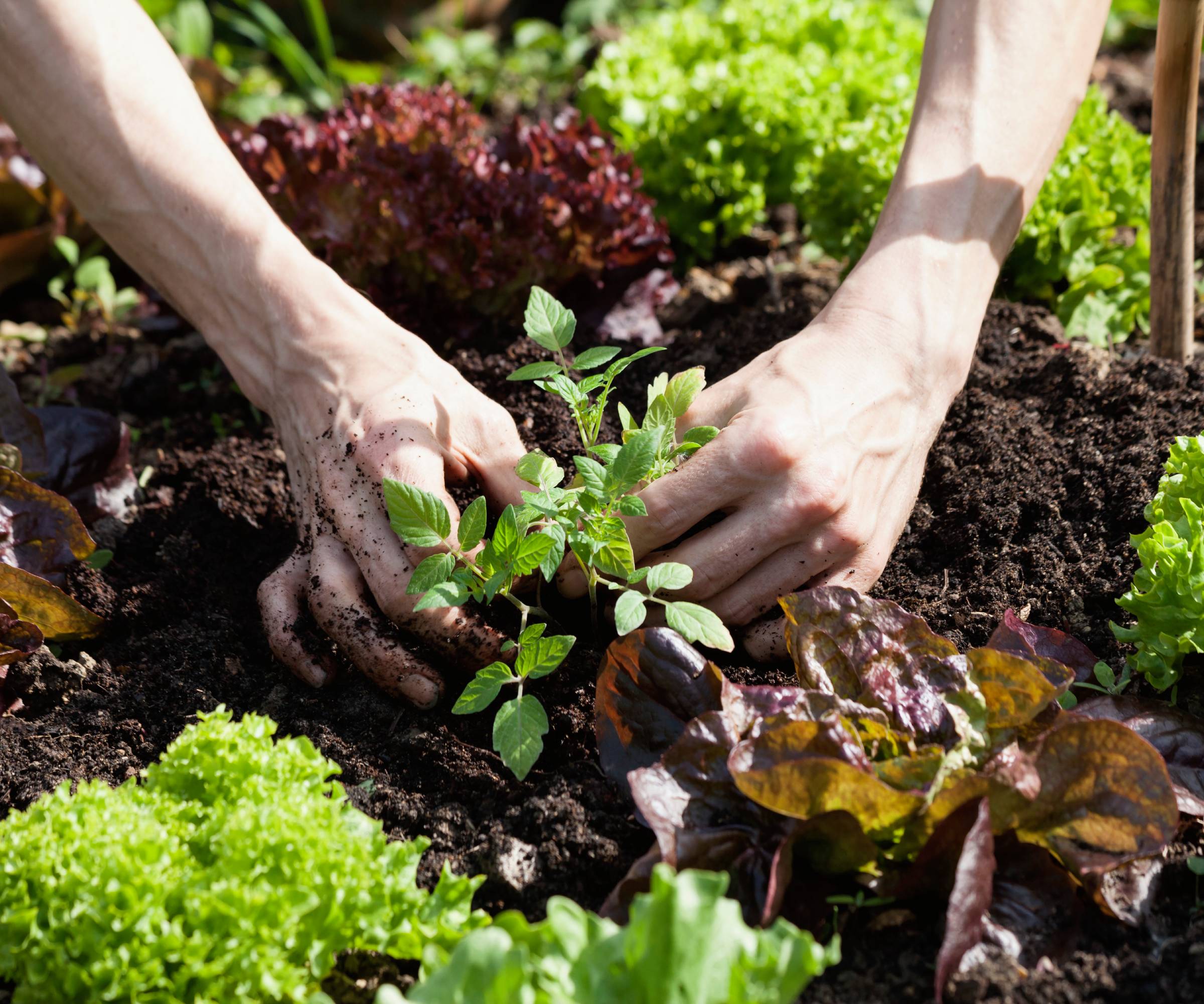 Hands planting a tomato seedling among lettuce plants