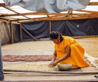 A woman lining up coffee beans on the floor