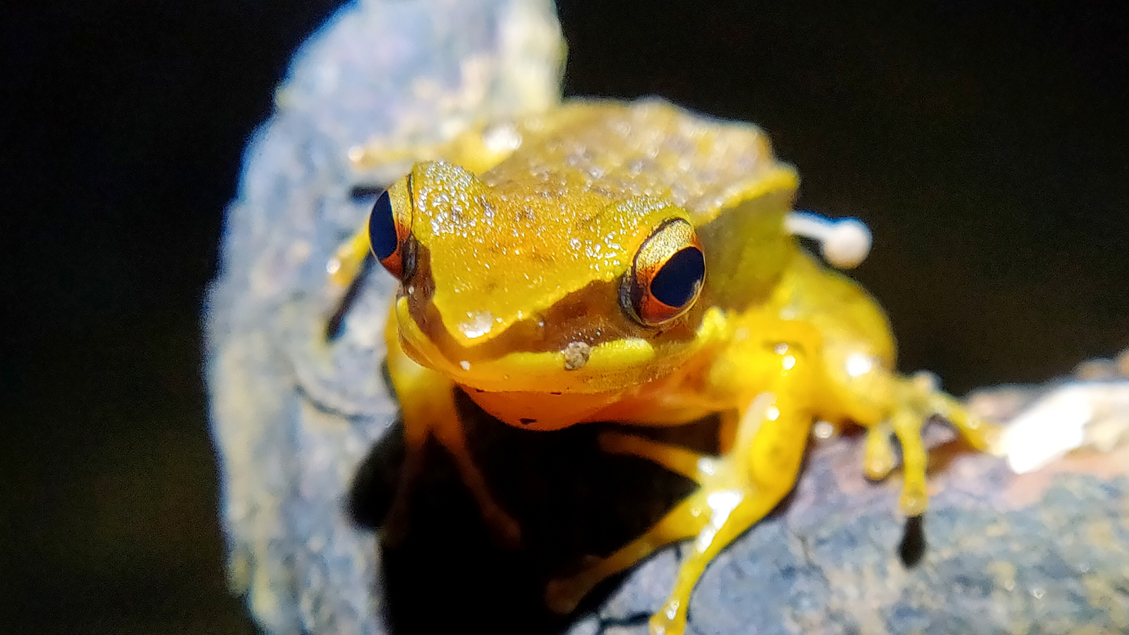 Profile photograph of the frog with the white mushroom visible on its right side.