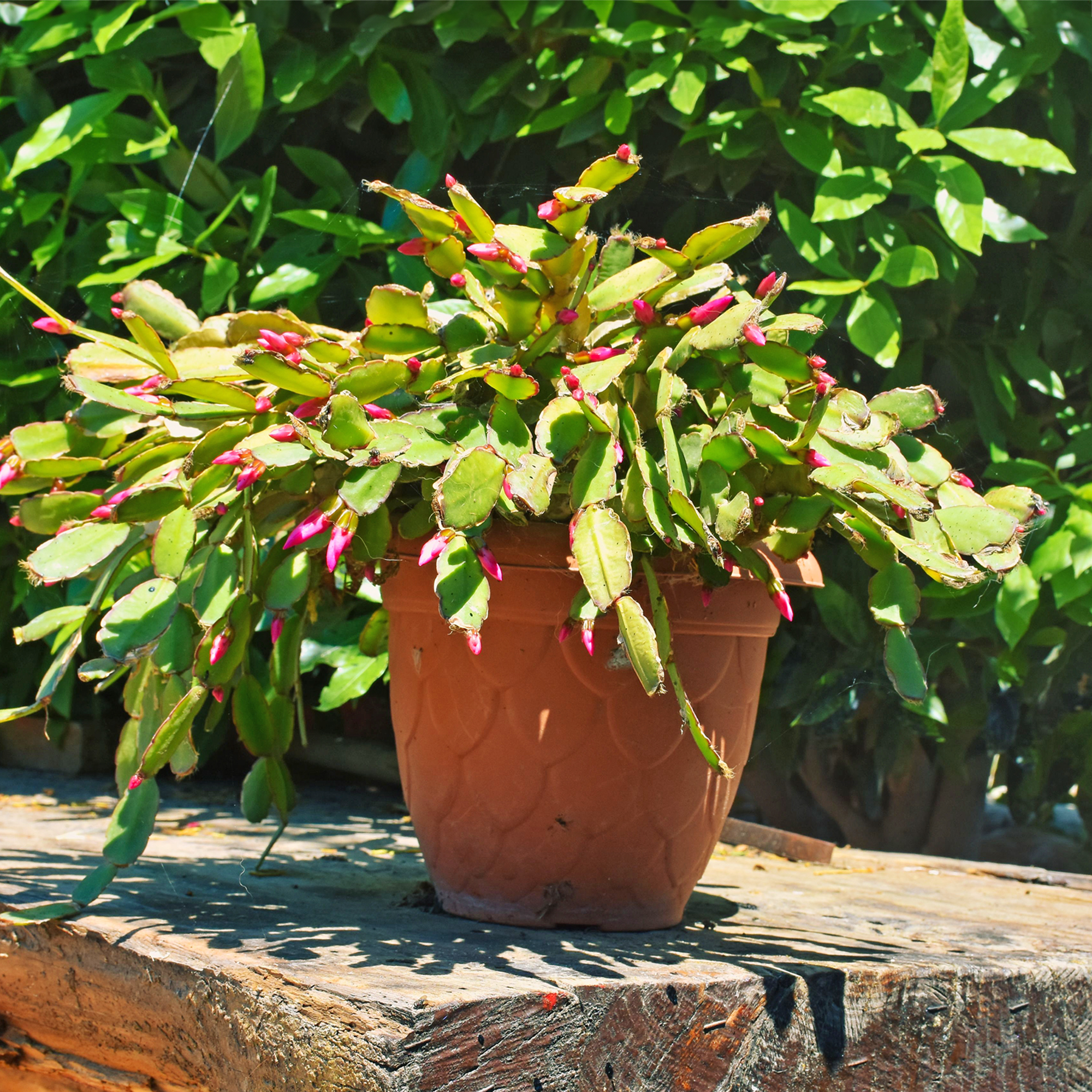 Christmas cactus outside in garden