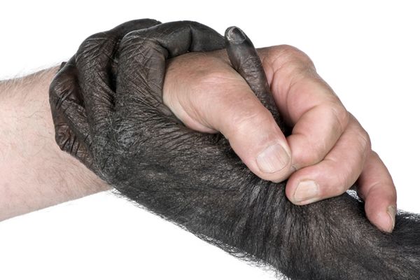 chimpanzee vs human vs gorilla hands and feet