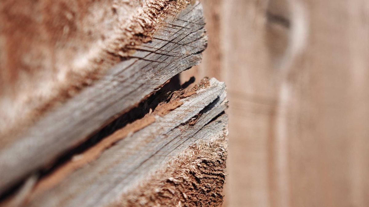 Super macro shot of wood taken with Xiaomi 15