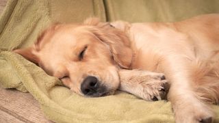 Dog sleeping on the sofa on a green blanket