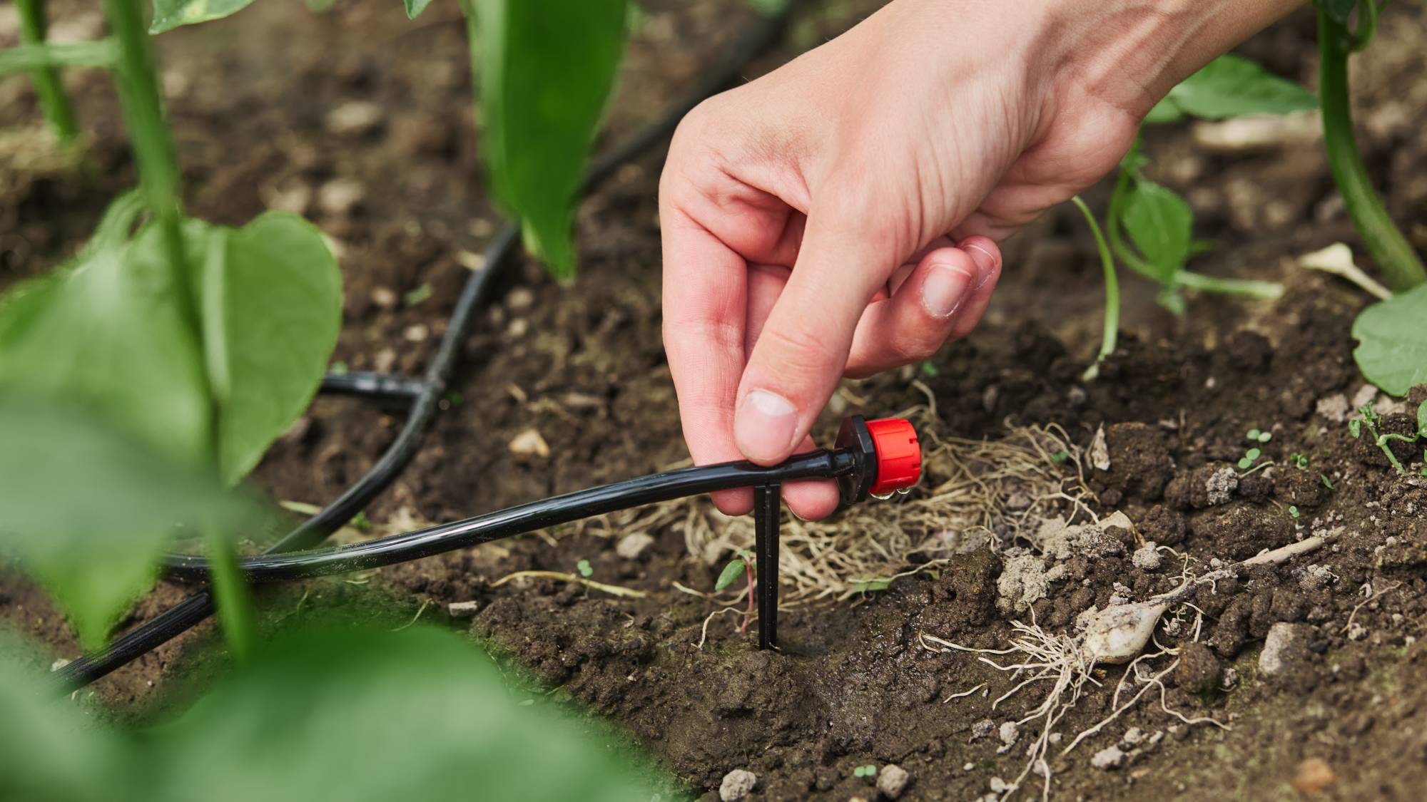 Installing drip irrigation
