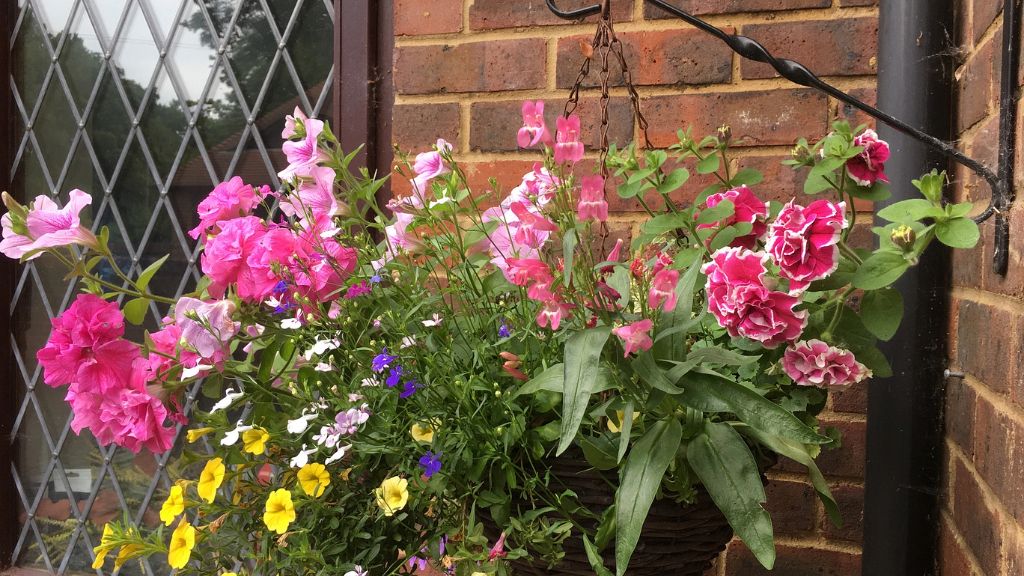 A hanging flower basket