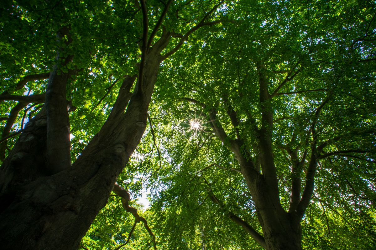 Yongnuo YN11mm F1.8S DA DSM WL