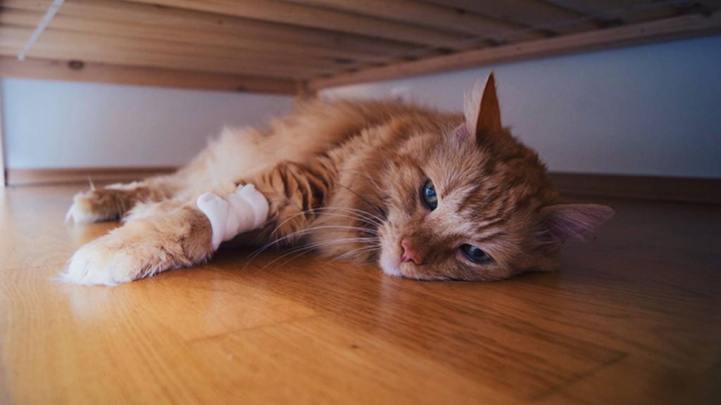 Cat throwing up white foam Vet's guide to causes and treatment PetsRadar