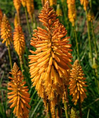 Stately Kniphofia 'Fiery Fred’, red-hot poker 'Fiery Fred’, flowering in bright spring sunshine