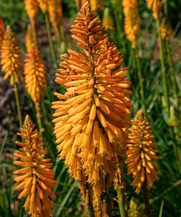 Red hot poker varieties: 16 types for sizzling summer color | Gardeningetc