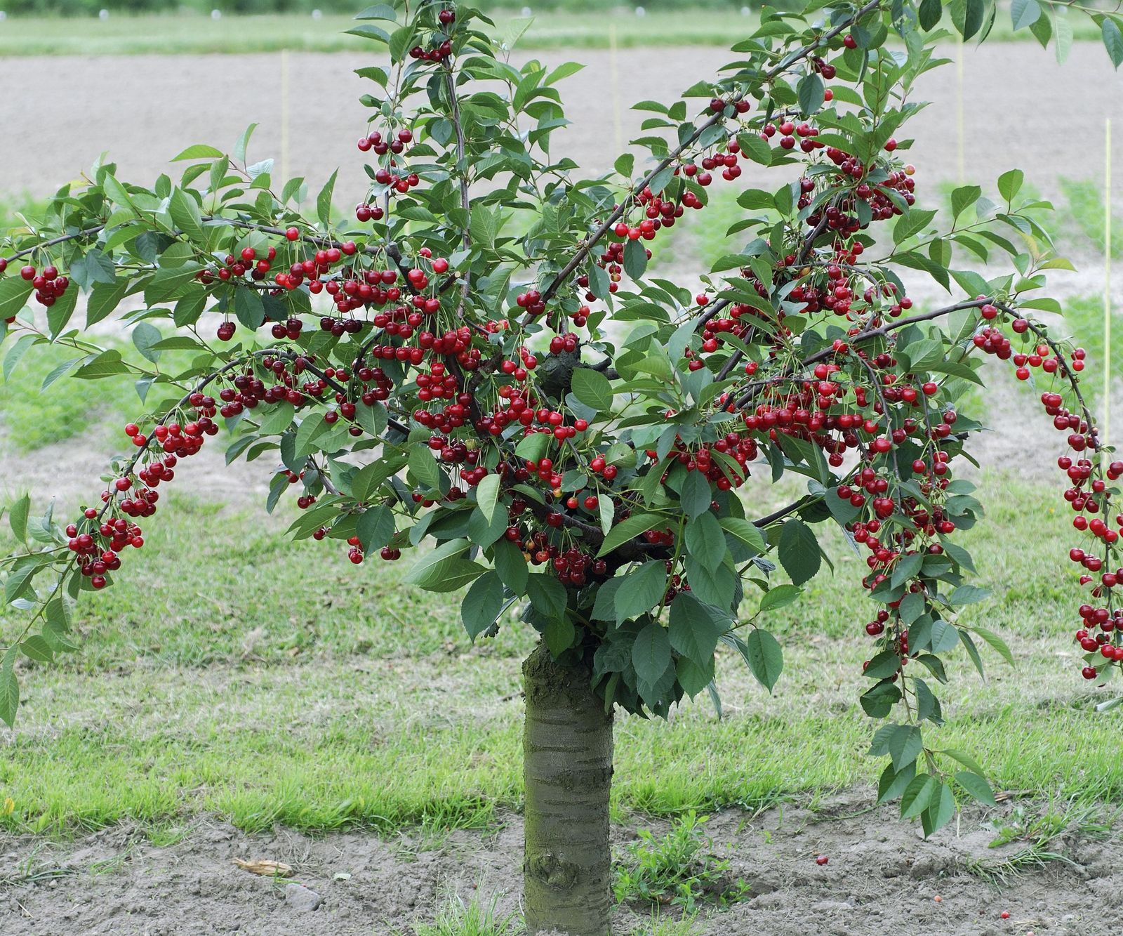 Best fruit trees for small gardens 8 compact varieties