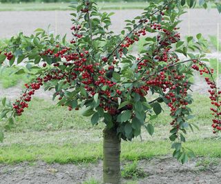 A dwarf cherry tree covered in fruit